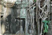 Tapınakların kadim ağaçları yüzyıllar içinde duvarları kaplamış