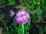 Çuha Çiçeği, Primula Sp.