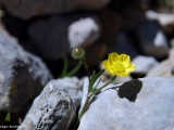 Ranunculus Sp. Düğün Çiçeği