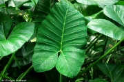 Batad'da evde parayla aldığımız egzotik bitkileri doğal ortamlarında görmek mümkün