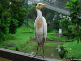 Bubulcus Ibis, Sığır Balıkçılı