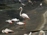 Tanıdık bir dost: flamingolar.