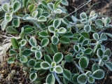 Bir tür Phlomis (Adaçayı-Şalba)