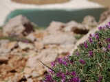Geven (Astragalus) ve Karagöl.