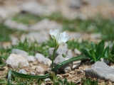 Sırımbağı (Daphne)