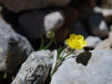 Düğün Çiçeği (Ranunculus)