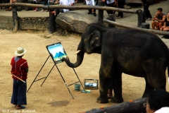 Zeka seviyesi çok yüksek olan filler resim bile yapıyor!